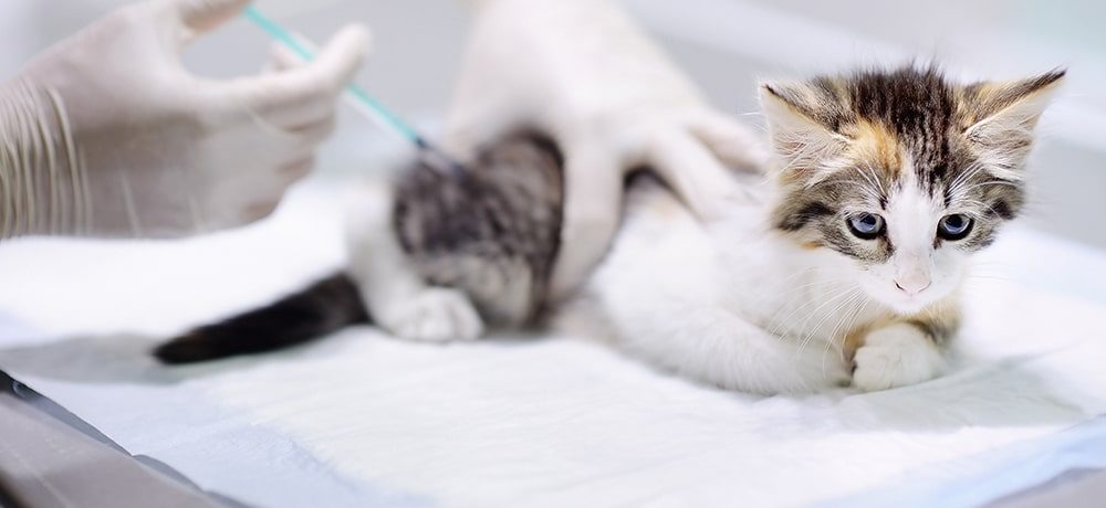 Tapmed-vet-professionelles-fluessigkeitsmanagement-kitten Flüssigkeitsmanagement Saugtuch DryMax, Katze bekommt eine Spritze