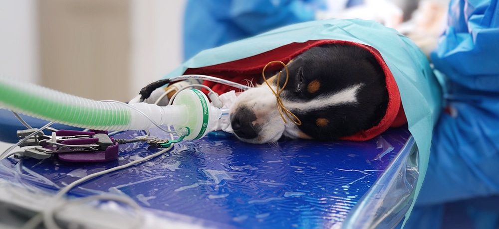 tapmed-vet-Lagerung-titelbild Hund auf Lagerungsmatte