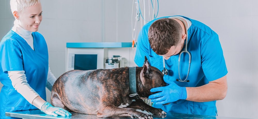 tapmed-vet-arbeitssicherheit-veterinaer-hund Arbeitssicherheit, Hund